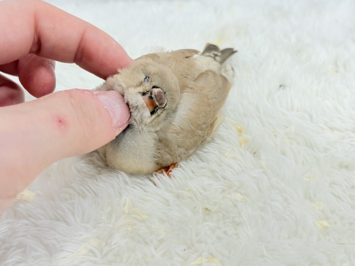 ジャンボキンカチョウ