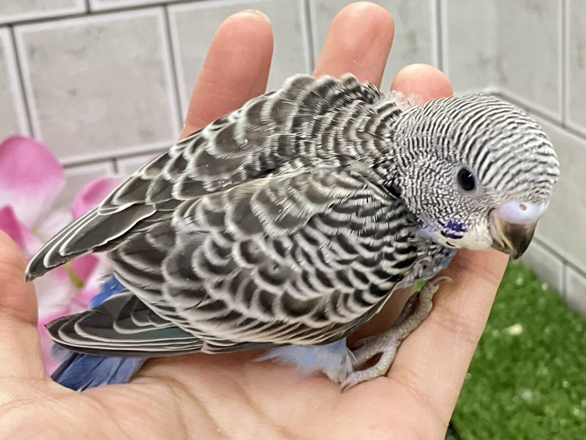 進め青信号❕💙しましまﾋﾟｰｰｯ🚥💭セキセイインコ(ノーマル/2026年5月