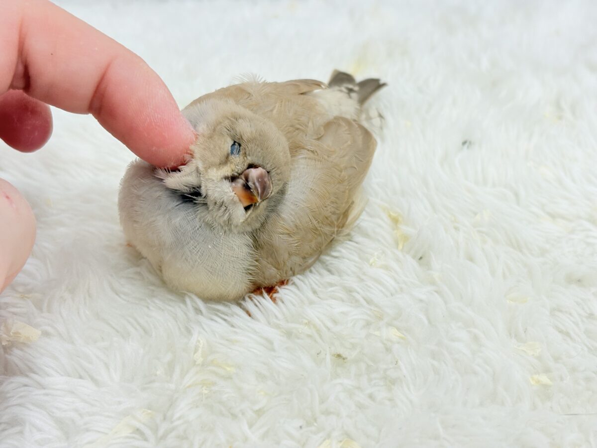 【最新画像更新🪄もうすぐひとり餌☆】むっちむちのラテカラー🐥☕️ジャンボキンカチョウ(フォーン) ヒナ ジャンボキンカチョウ