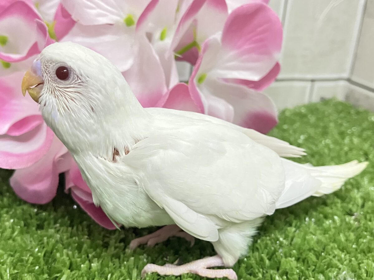 ✨最新画像✨イカすね🦑忍法雲隠れ☁️サッ=͟͟͞͞( │セキセイインコ(アルビノ/2026年5月生まれ) セキセイインコ