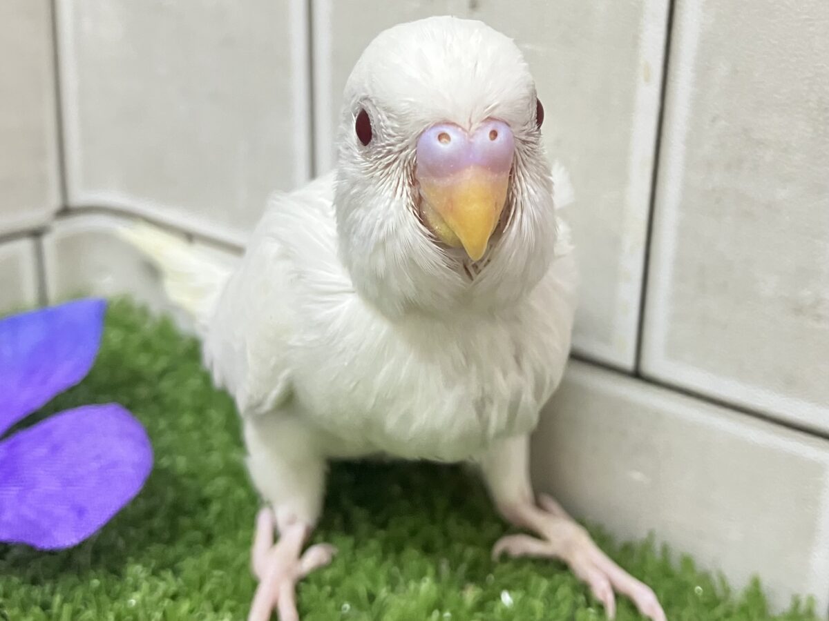 イカすね🦑忍法雲隠れ☁️ｻｯ=͟͟͞͞( │セキセイインコ(アルビノ/2026年5