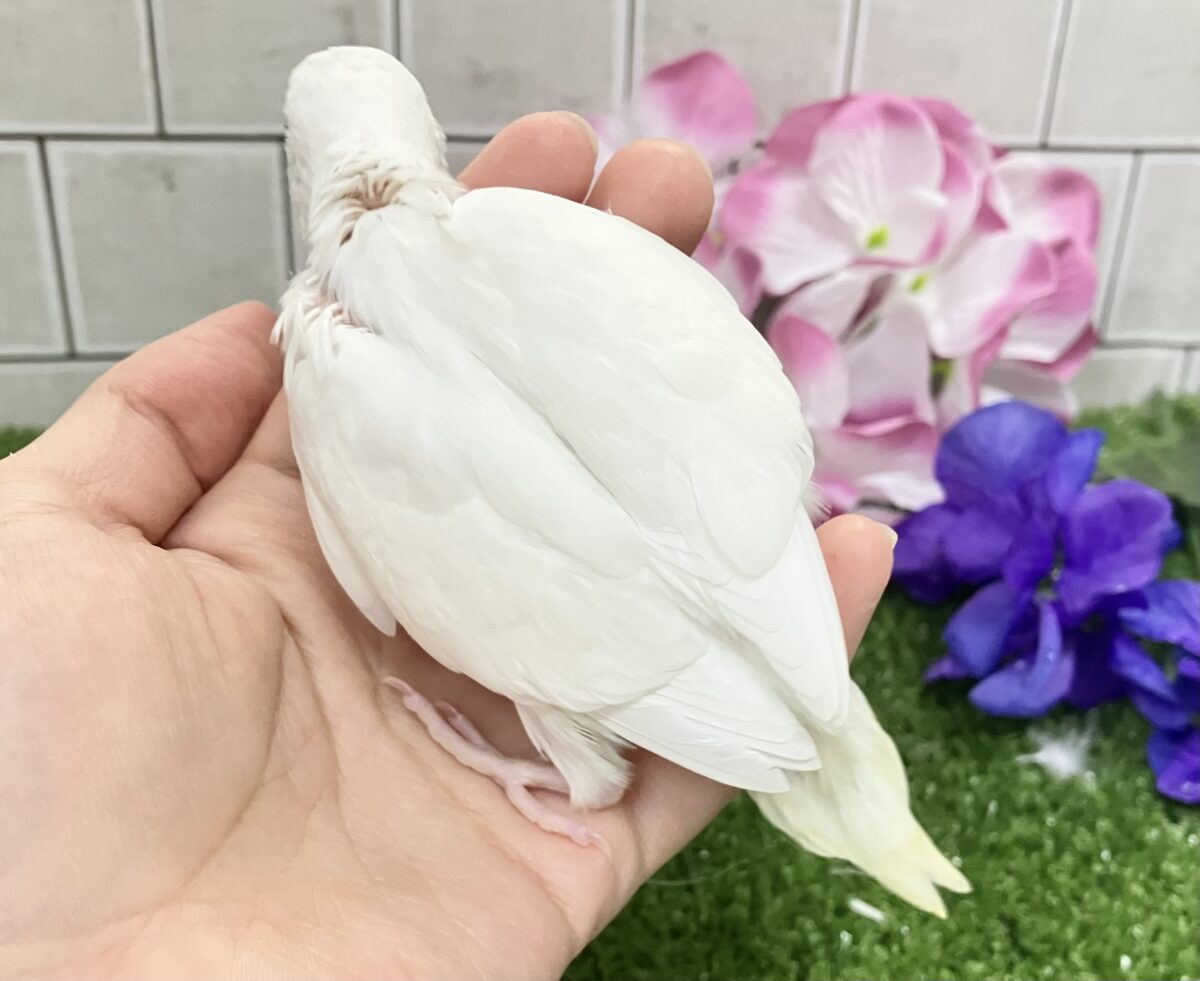 ✨最新画像✨イカすね🦑忍法雲隠れ☁️サッ=͟͟͞͞( │セキセイインコ(アルビノ/2026年5月生まれ) セキセイインコ