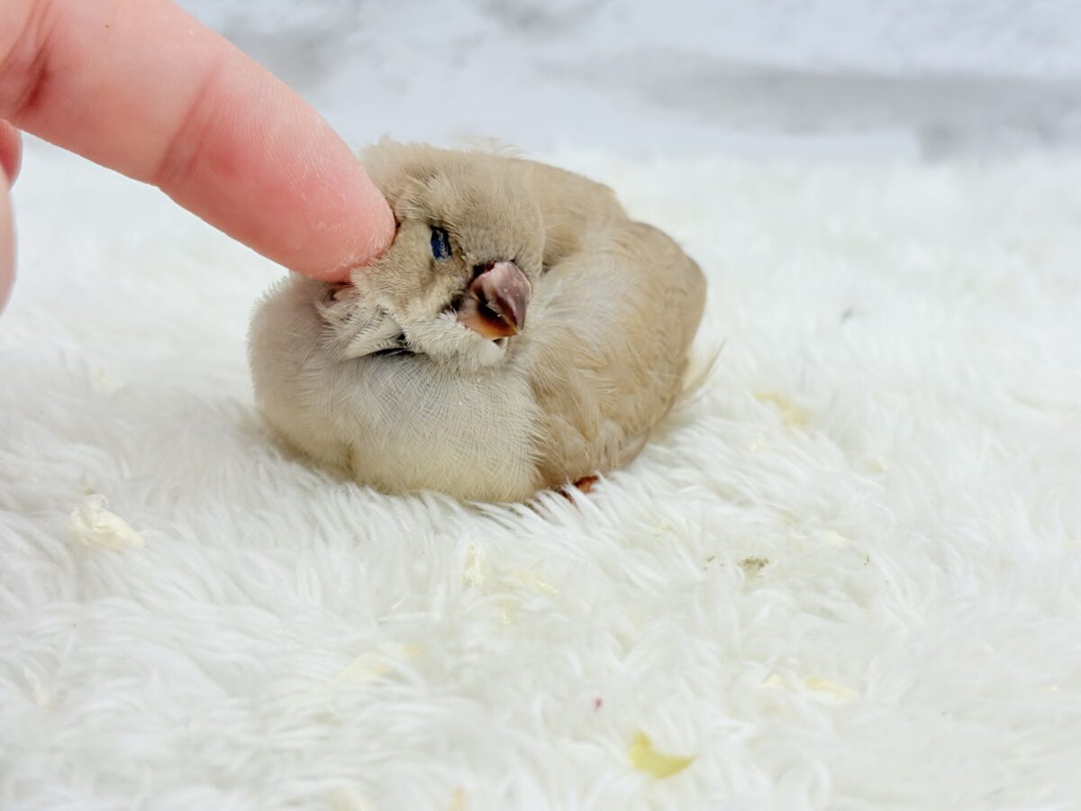 ジャンボキンカチョウ