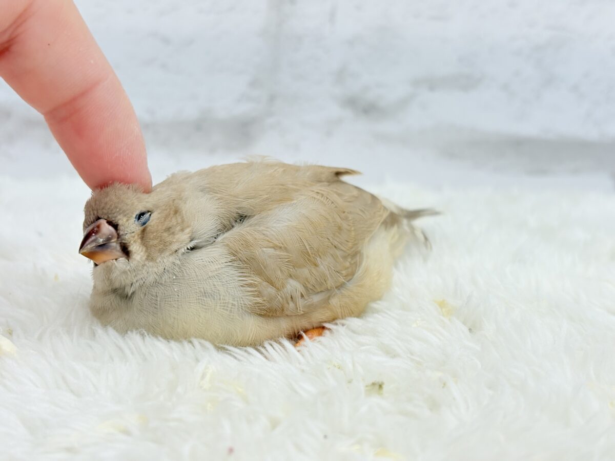 【最新画像更新🪄もうすぐひとり餌☆】むっちむちのラテカラー🐥☕️ジャンボキンカチョウ(フォーン) ヒナ ジャンボキンカチョウ