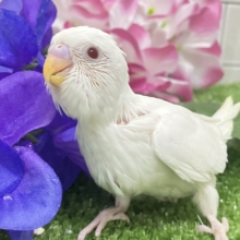 イカすね🦑忍法雲隠れ☁️ｻｯ=͟͟͞͞( │セキセイインコ(アルビノ/2026年5月生まれ)