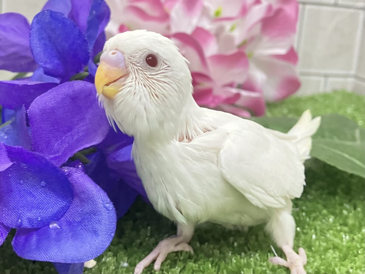 イカすね🦑忍法雲隠れ☁️ｻｯ=͟͟͞͞( │セキセイインコ(アルビノ/2026年5月