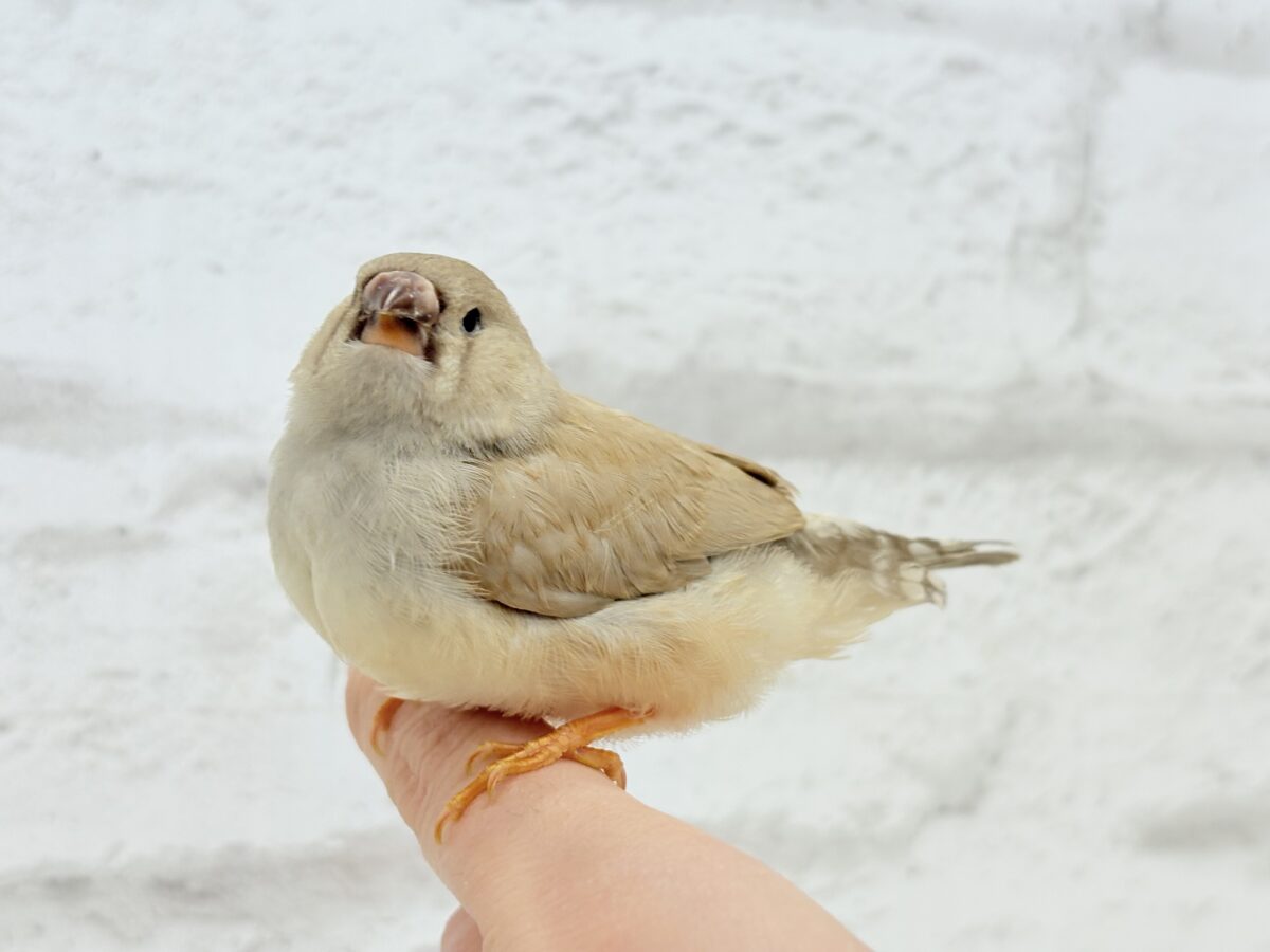 【最新画像更新🪄もうすぐひとり餌☆】むっちむちのラテカラー🐥☕️ジャンボキンカチョウ(フォーン) ヒナ ジャンボキンカチョウ