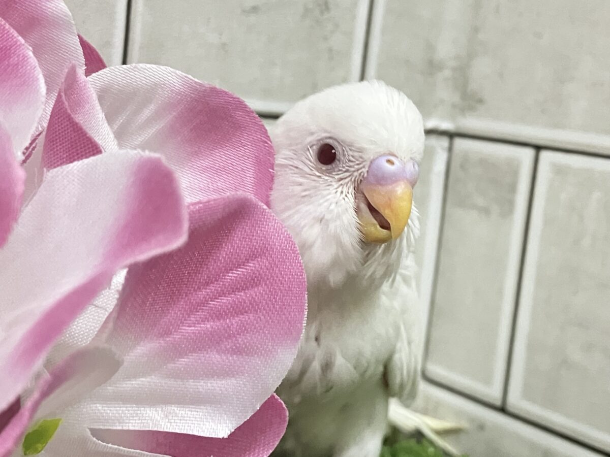 ✨最新画像✨イカすね🦑忍法雲隠れ☁️サッ=͟͟͞͞( │セキセイインコ(アルビノ/2026年5月生まれ) セキセイインコ