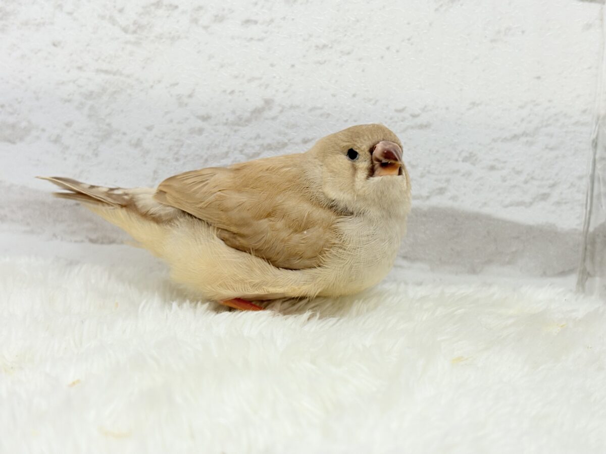 【最新画像更新🪄もうすぐひとり餌☆】むっちむちのラテカラー🐥☕️ジャンボキンカチョウ(フォーン) ヒナ ジャンボキンカチョウ