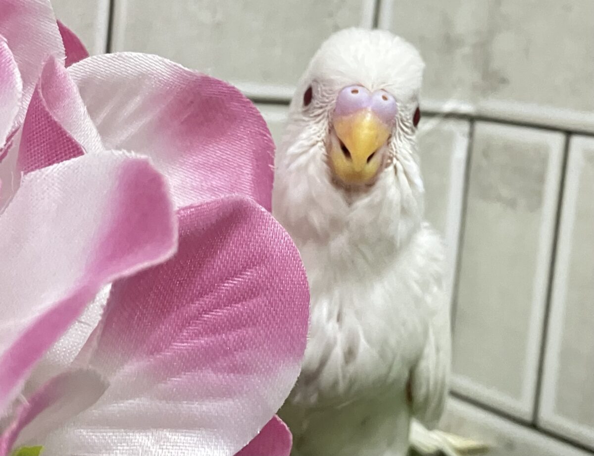 ✨最新画像✨イカすね🦑忍法雲隠れ☁️サッ=͟͟͞͞( │セキセイインコ(アルビノ/2026年5月生まれ) セキセイインコ