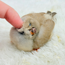 【最新画像・動画更新🪄】むっちむちのラテカラー🐥☕️ジャンボキンカチョウ(フォーン) ヒナ
