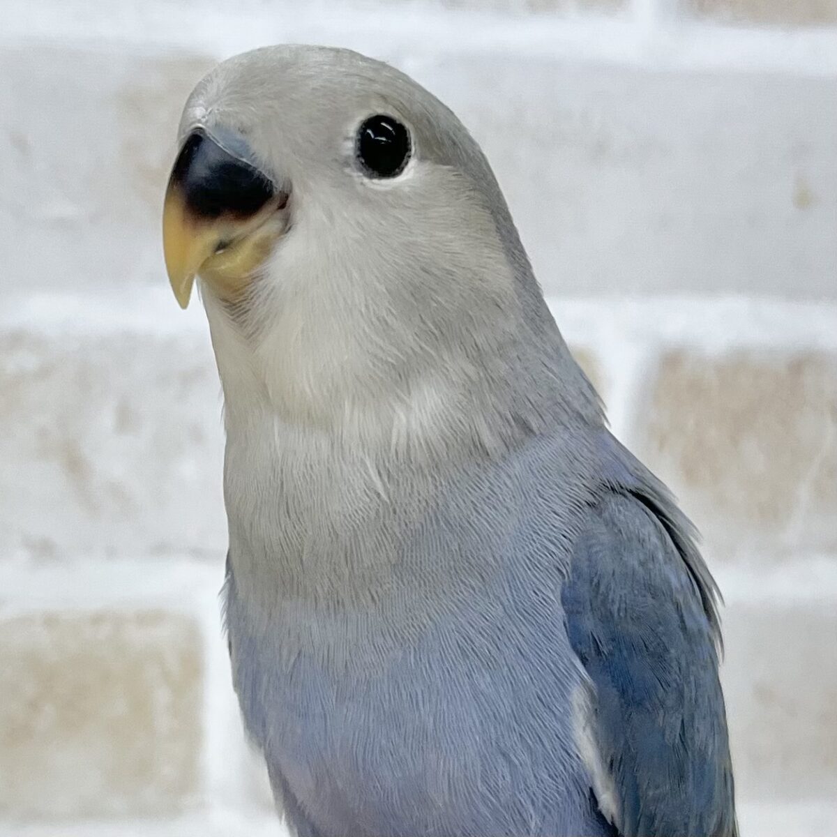 【🆙最新画像あり‼️】アイドルフェイス😍💕　コザクラインコ（バイオレット）