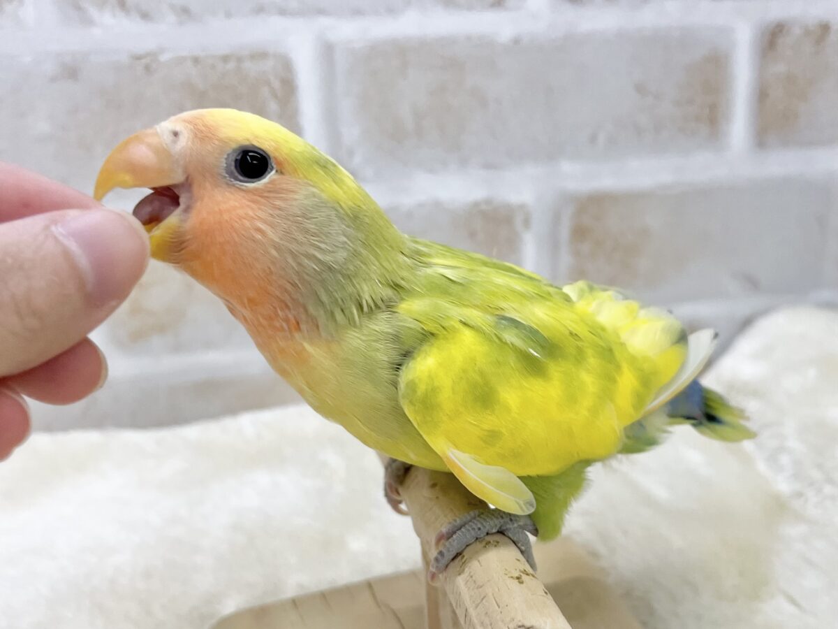 コザクラインコ（小桜インコ）