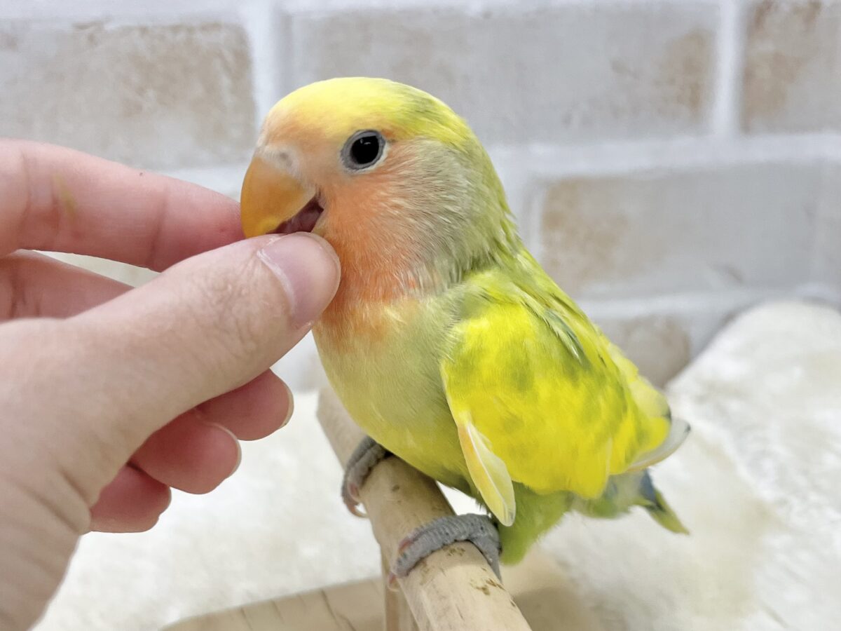 コザクラインコ（小桜インコ）