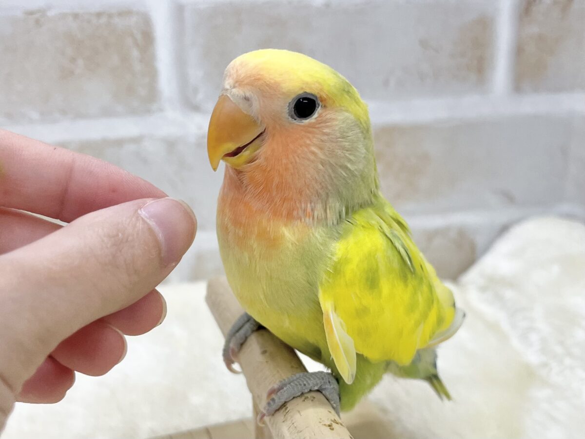 コザクラインコ（小桜インコ）