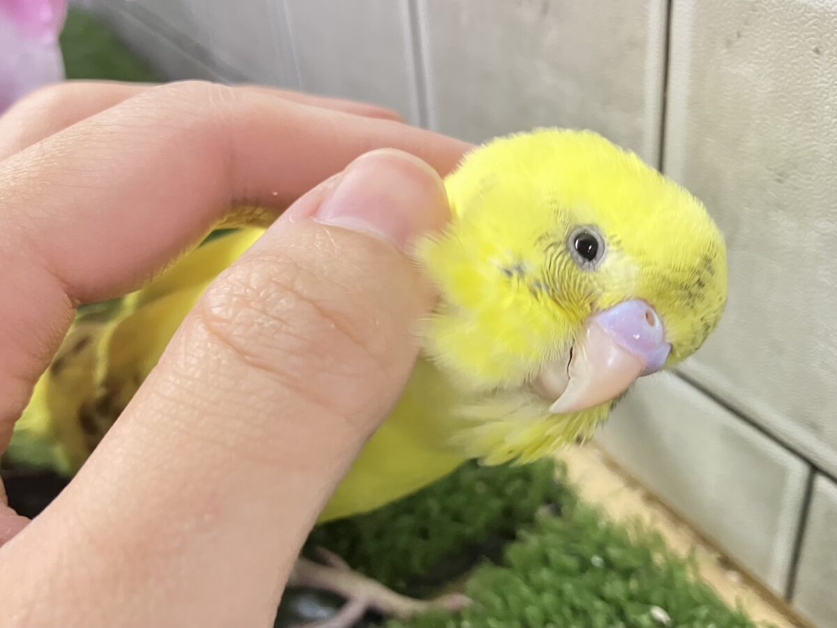 セキセイインコ