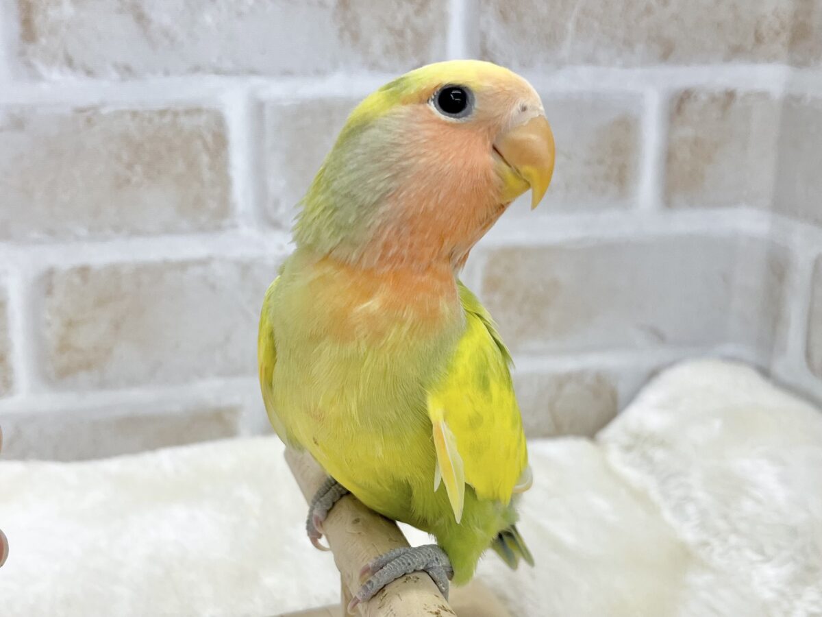 コザクラインコ（小桜インコ）