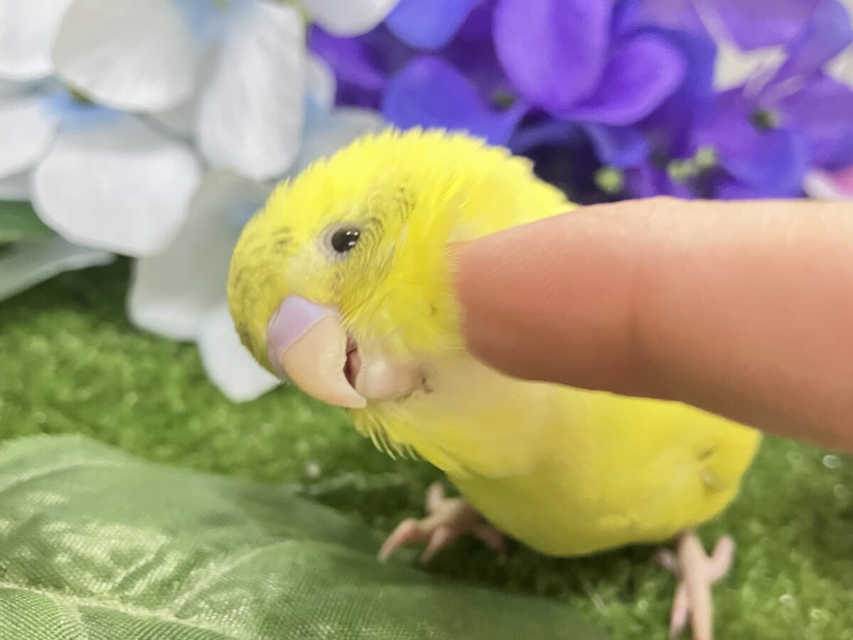 セキセイインコ