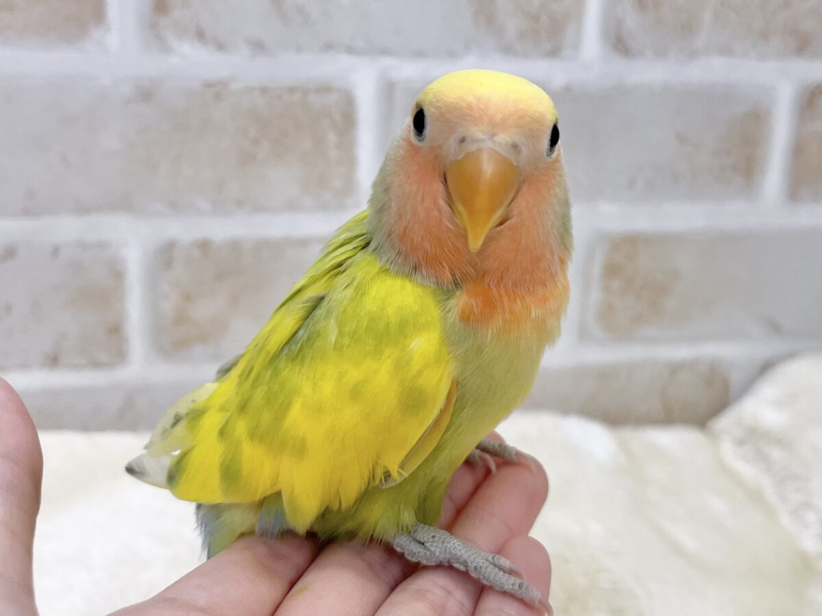 🆙最新画像あり‼️】カラフルに成長します🐯🍒✨ コザクラインコ