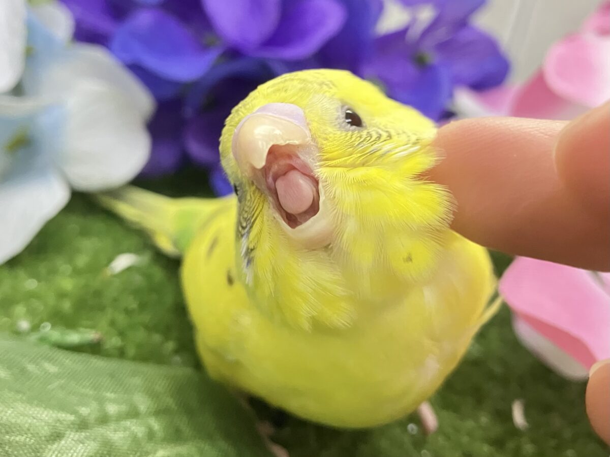 セキセイインコ