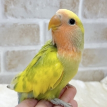 【🆙最新画像あり‼️】カラフルに成長します🐯🍒✨　コザクラインコ（タイガーチェリー）