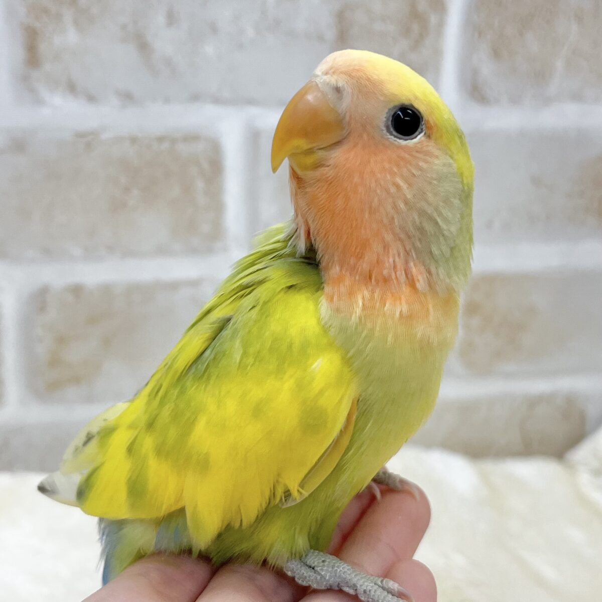【🆙最新画像あり‼️】カラフルに成長します🐯🍒✨　コザクラインコ（タイガーチェリー）
