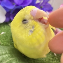 ✨最新画像✨ぽやぁ💭🎀潤いの雫ﾎﾟﾀｯ✨️🖌セキセイインコ(イエローハルクイン/2026年4月生まれ)