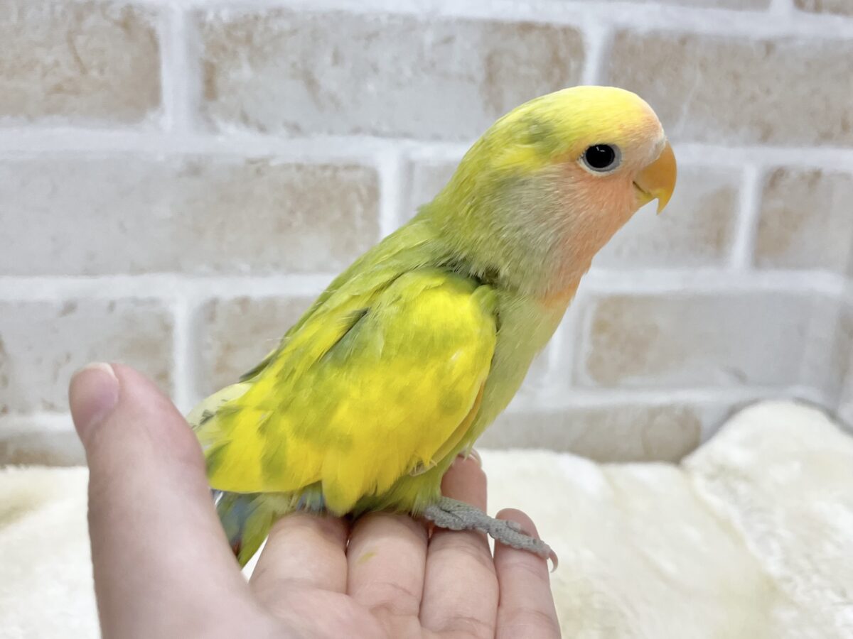 コザクラインコ（小桜インコ）