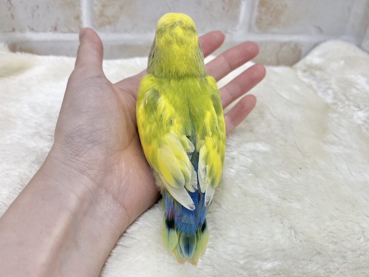 コザクラインコ（小桜インコ）