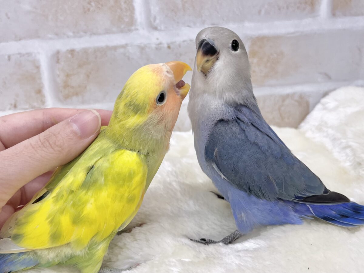 コザクラインコ（小桜インコ）