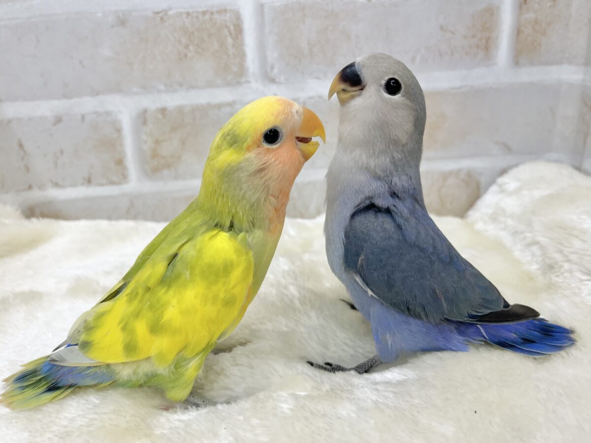 コザクラインコ（小桜インコ）