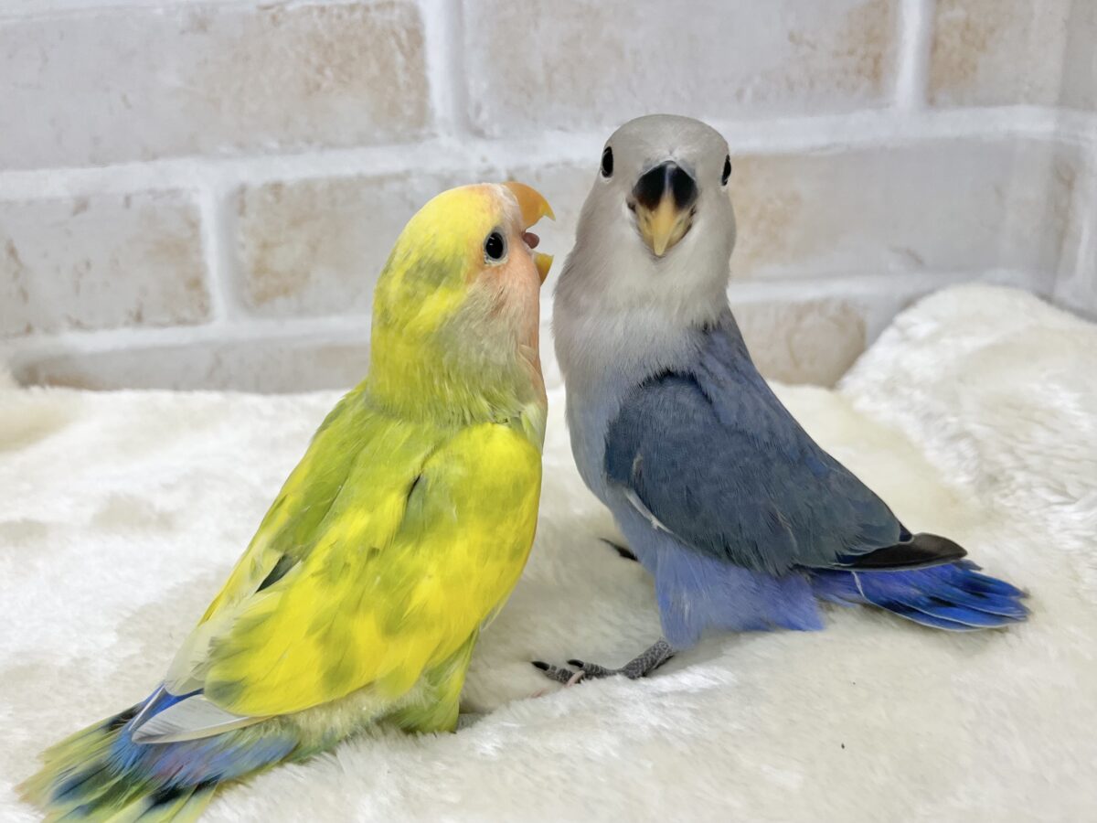 コザクラインコ（小桜インコ）