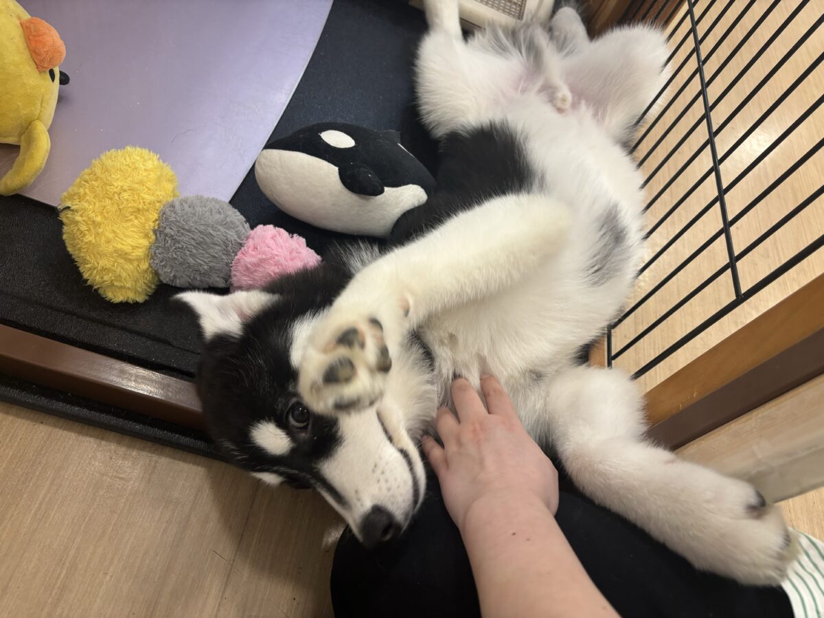シベリアンハスキー