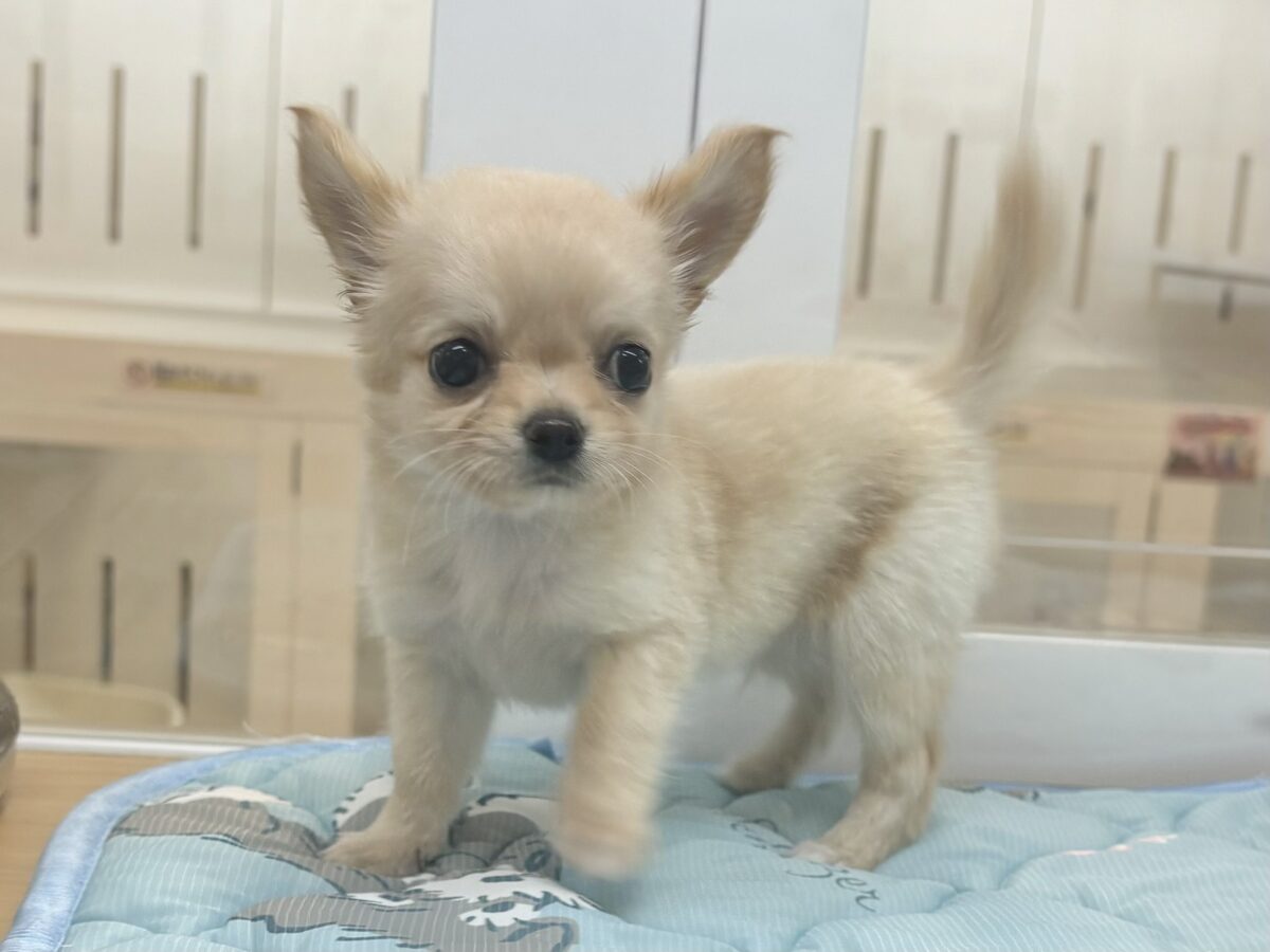 チワワ