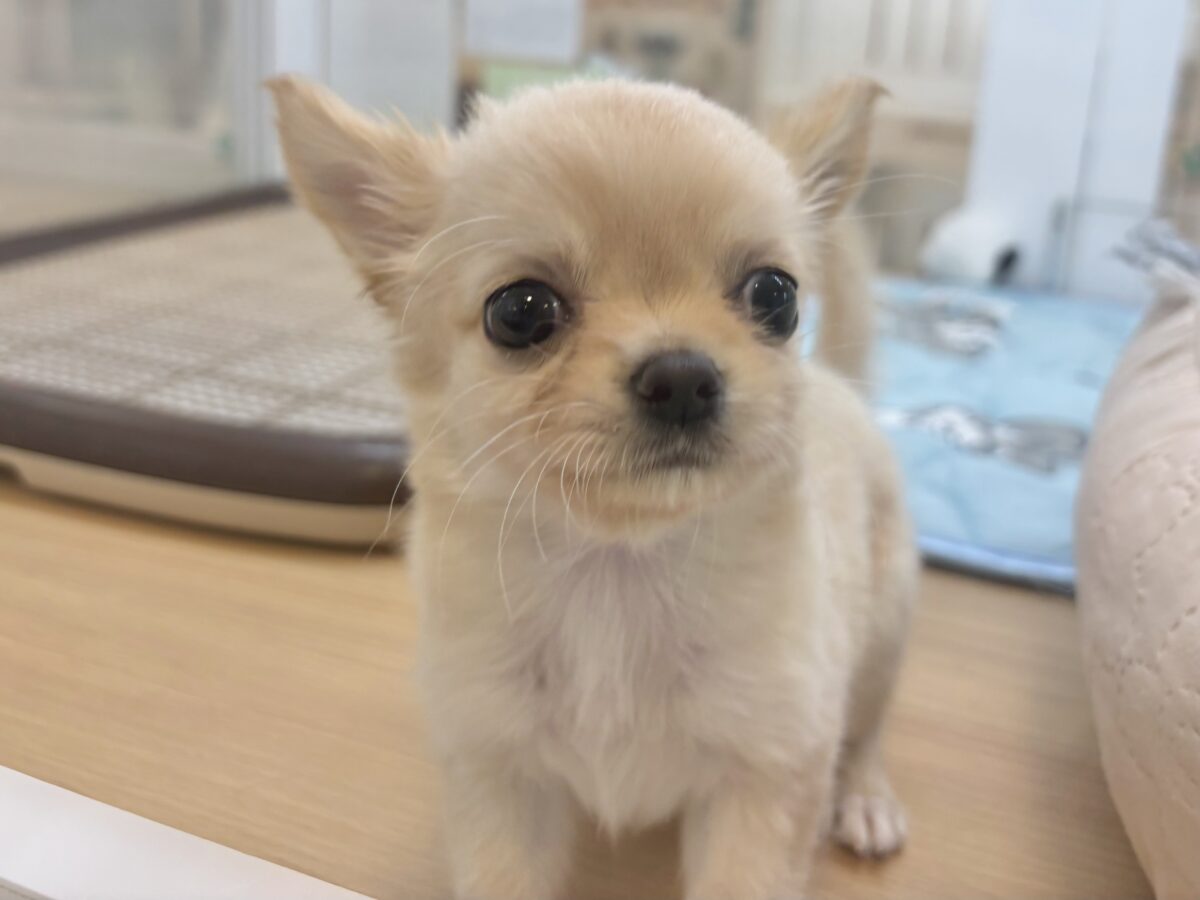 チワワ