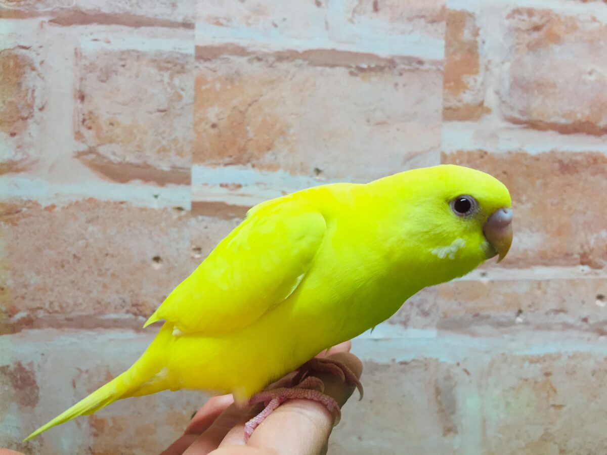 セキセイインコ