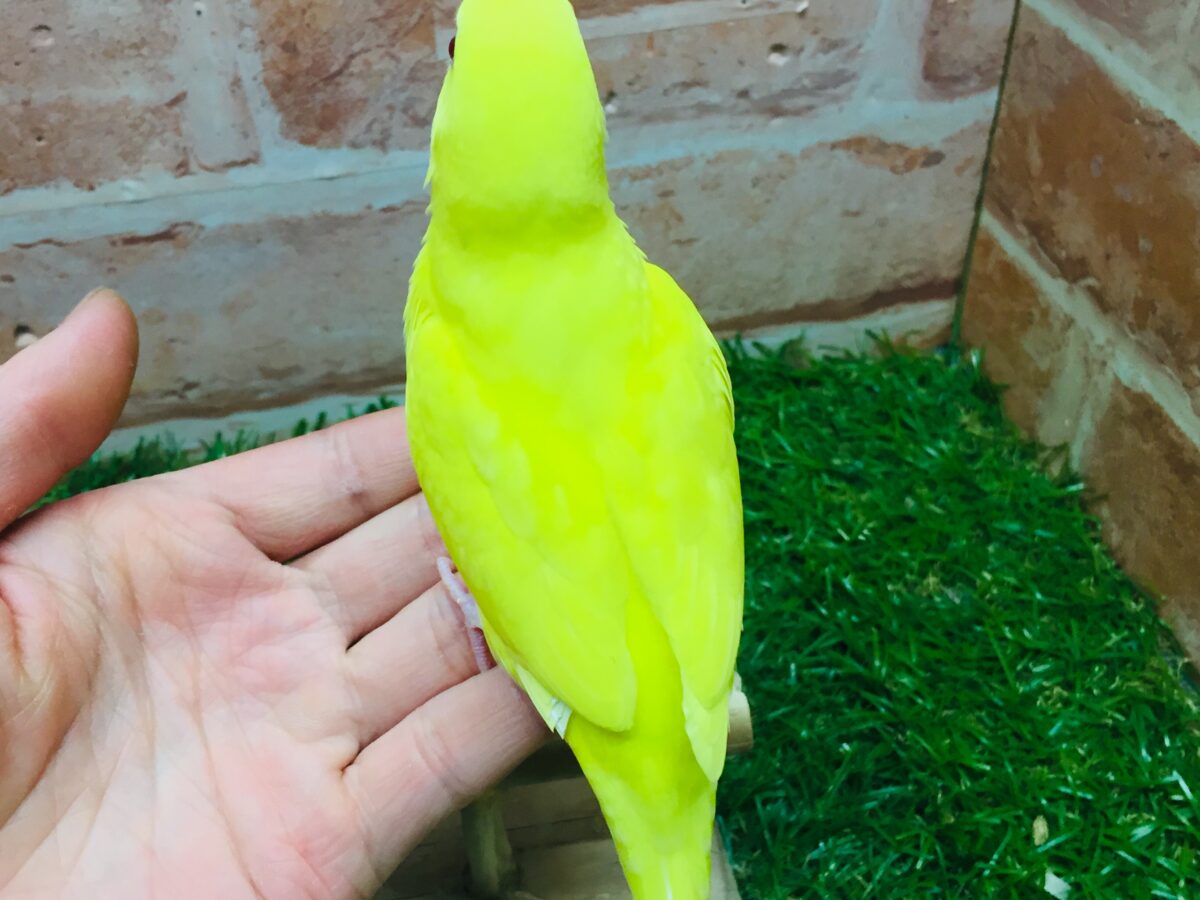 セキセイインコ