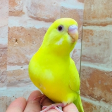 明るい黄色が魅力的🌟🌟🌟🌟　セキセイインコ（ルチノー）