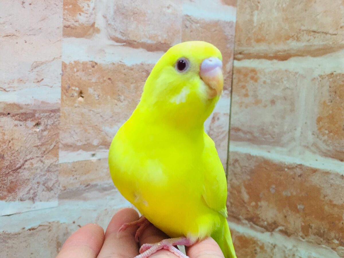 明るい黄色が魅力的🌟🌟🌟🌟　セキセイインコ（ルチノー）