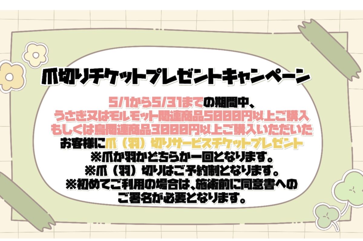 🕊️🐰期間限定！爪（羽）切りサービスチケットプレゼントキャンペーン🐰🕊️