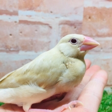 ミルクティーちゃんがやってきましたー(*´ω`*)💛💛　シナモン文鳥