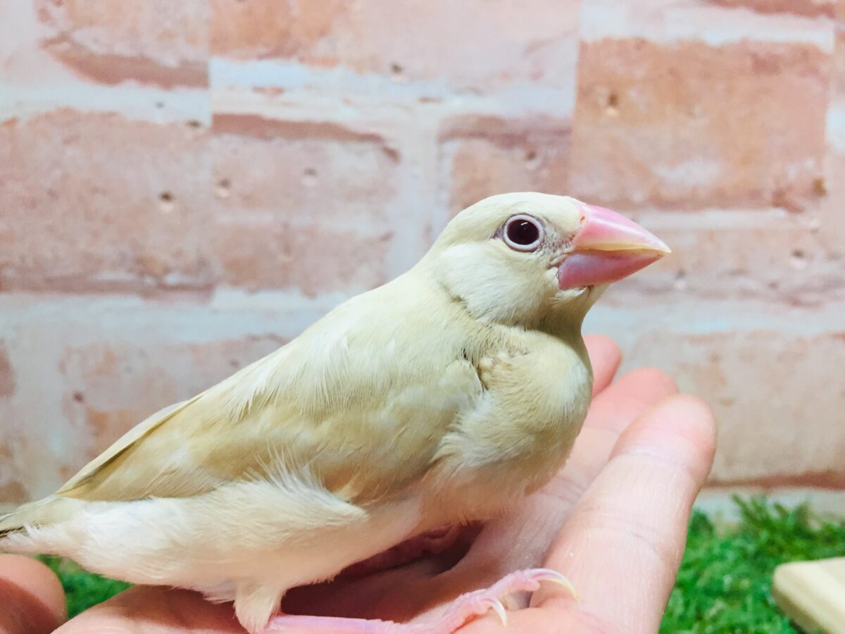 ミルクティーちゃんがやってきましたー(*´ω`*)💛💛　シナモン文鳥