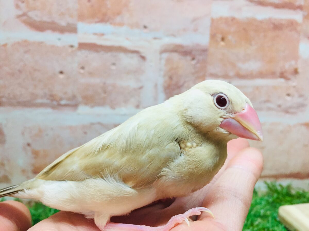 シナモン文鳥