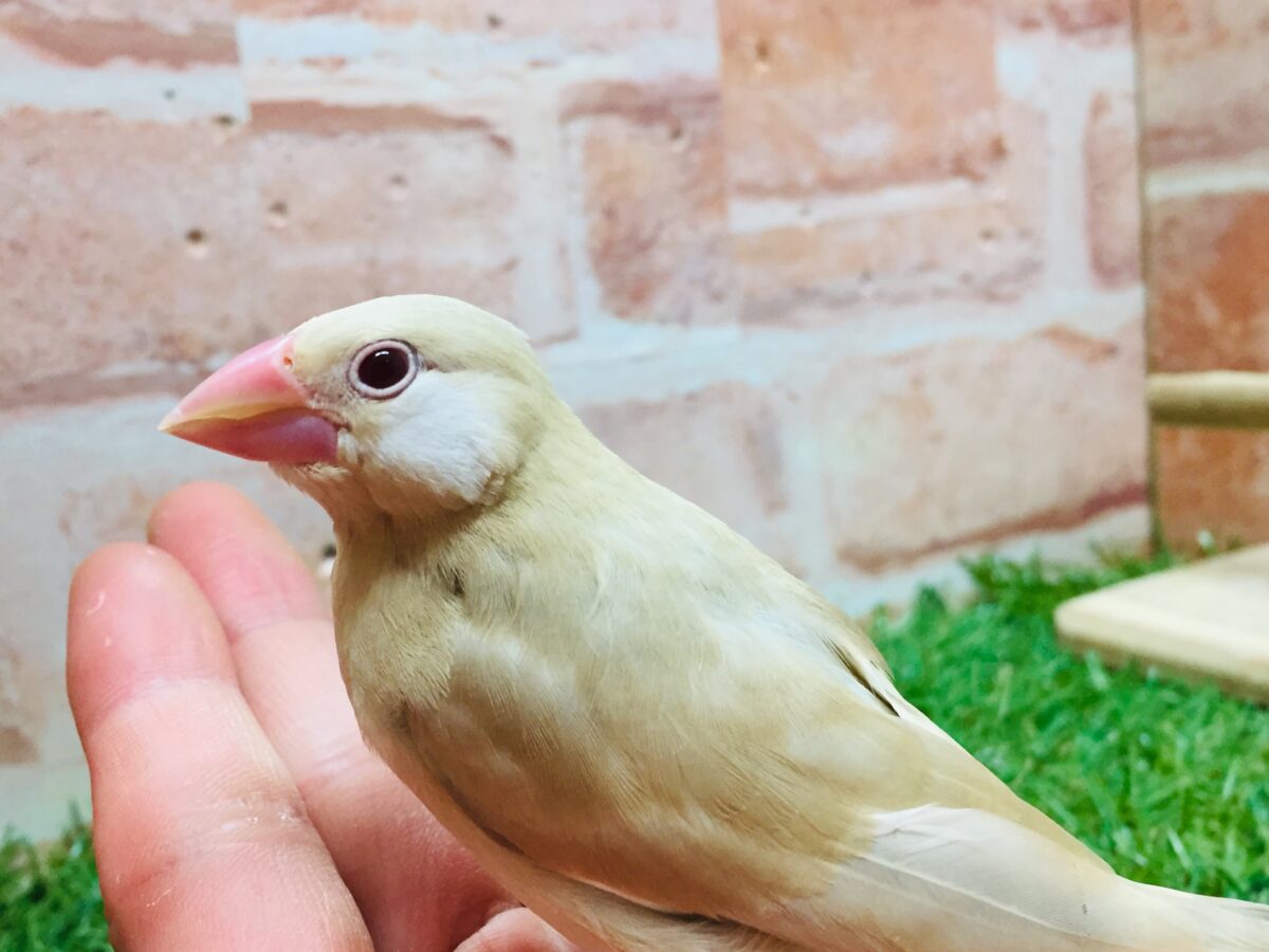 シナモン文鳥