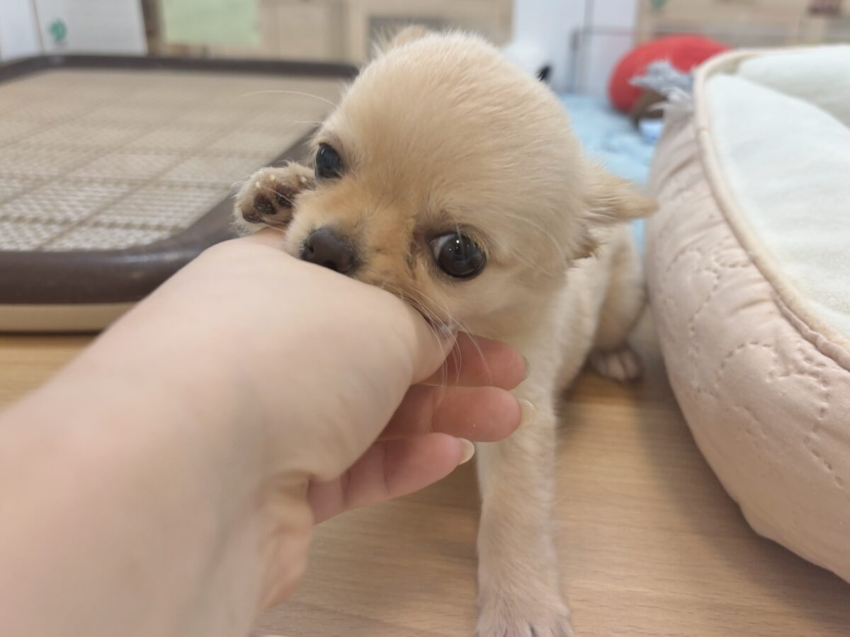 チワワ