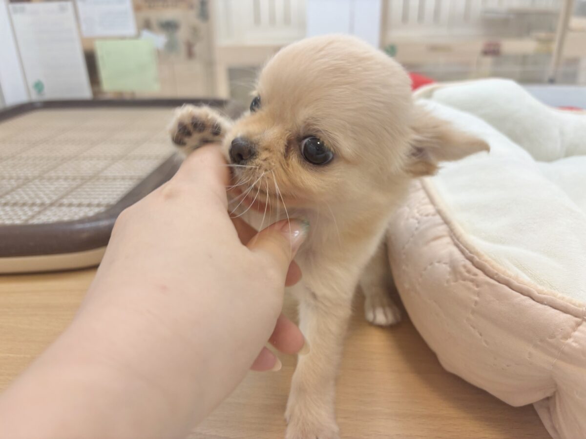 チワワ