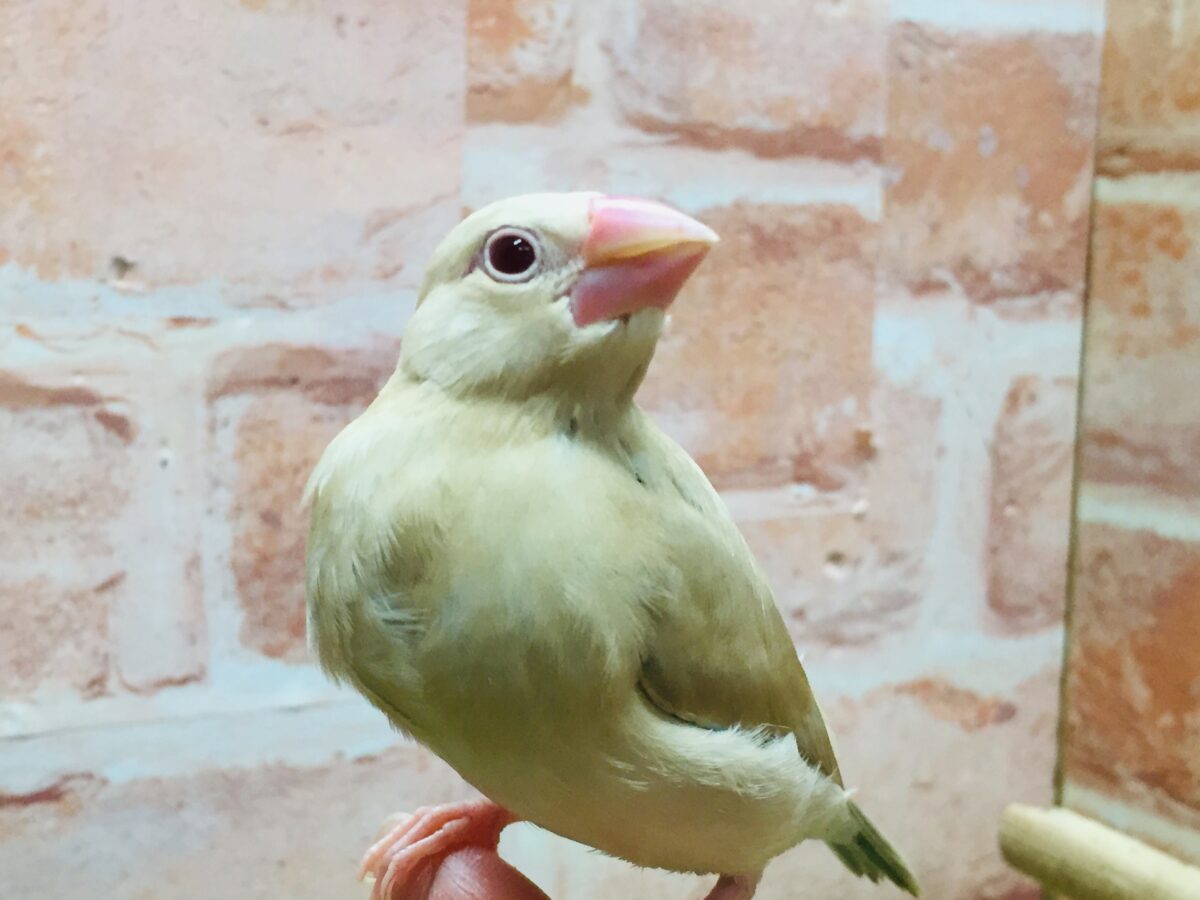 シナモン文鳥
