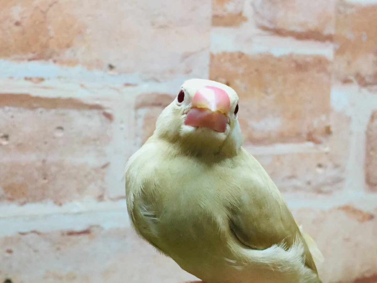シナモン文鳥
