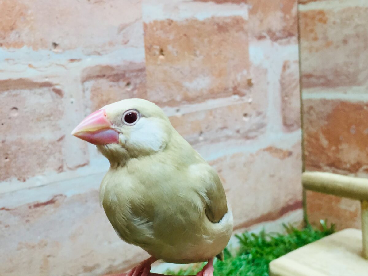 シナモン文鳥