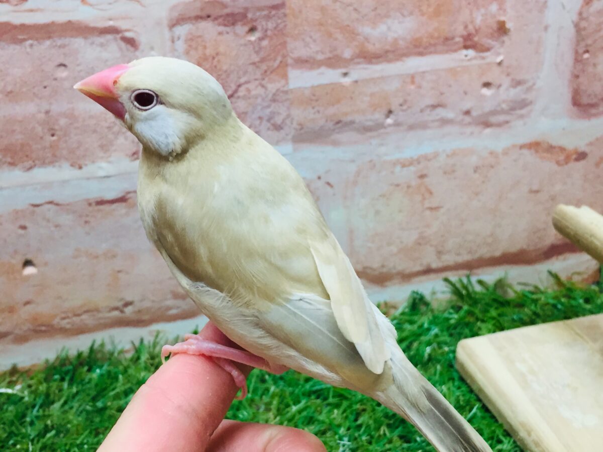 シナモン文鳥